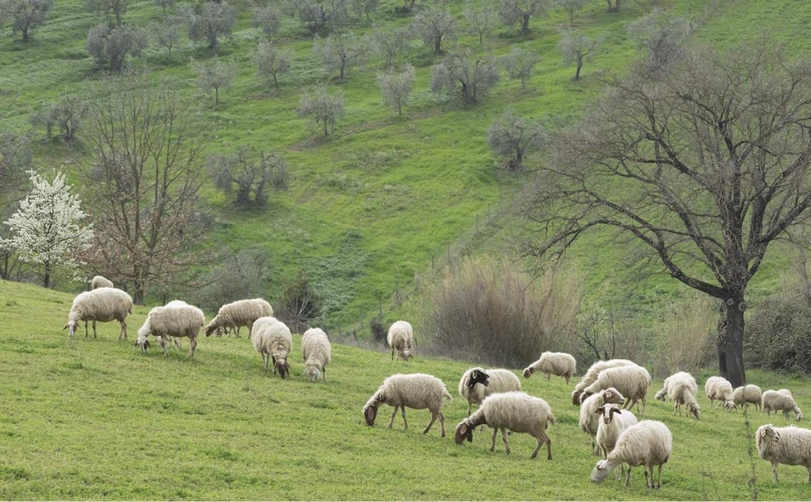 Pecore pascolano serene su una collina verde, tra alberi e pace.